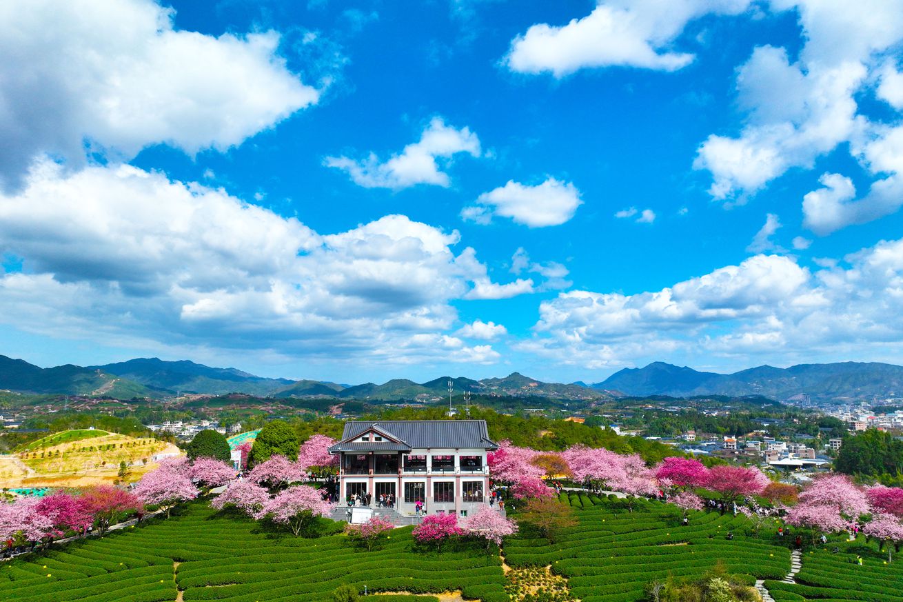 Scenery Of Cherry Blossoms In Zhangping