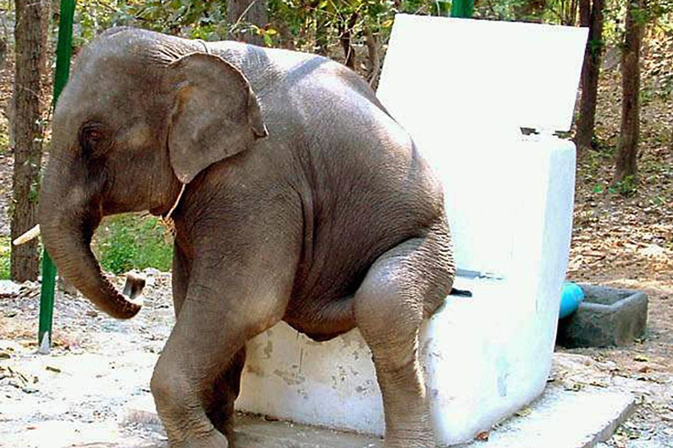 Diew, a five year-old Thai elephant, dem
