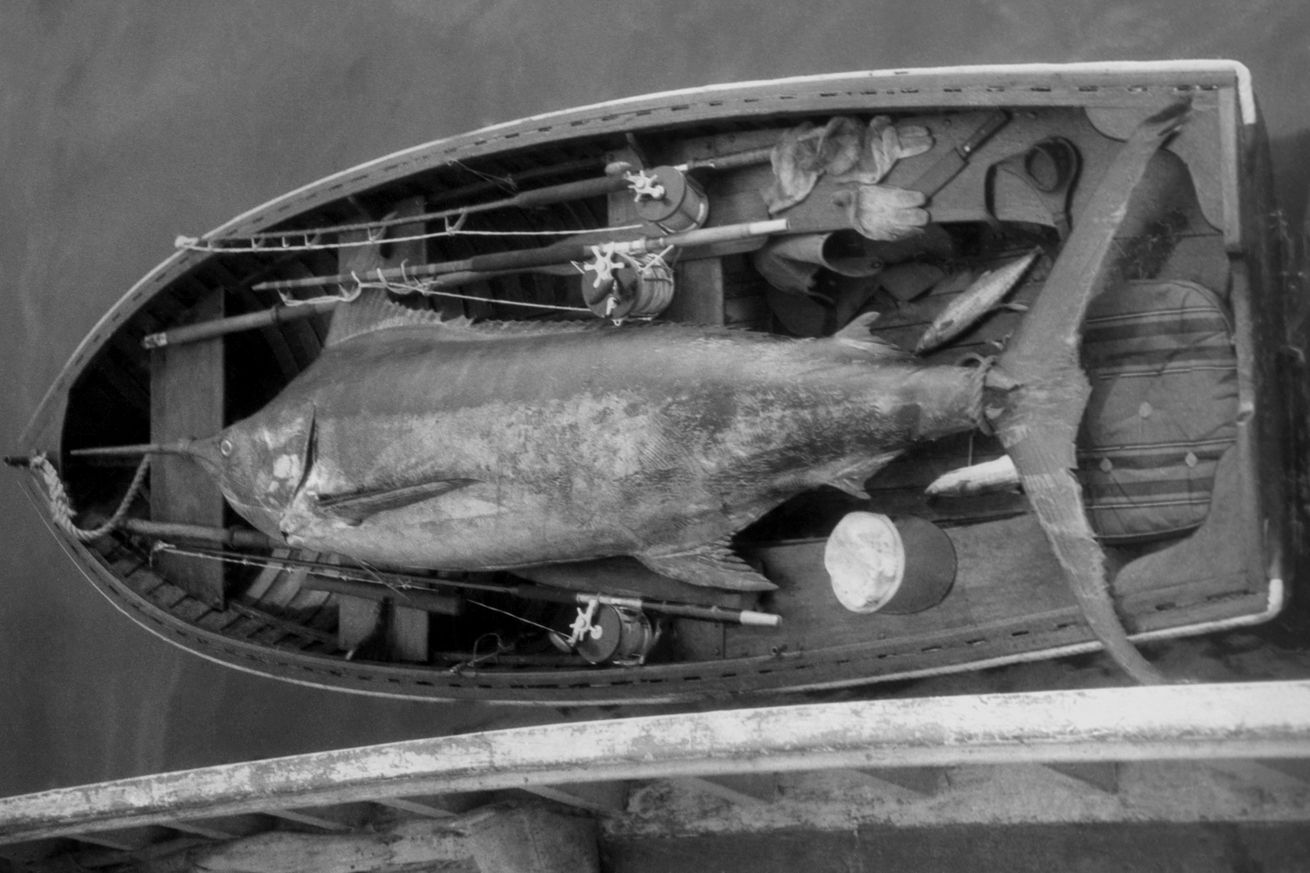 Blue Marlin In A Boat