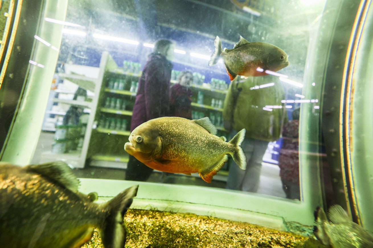 End of a world record: Zoo Zajac closes after insolvency