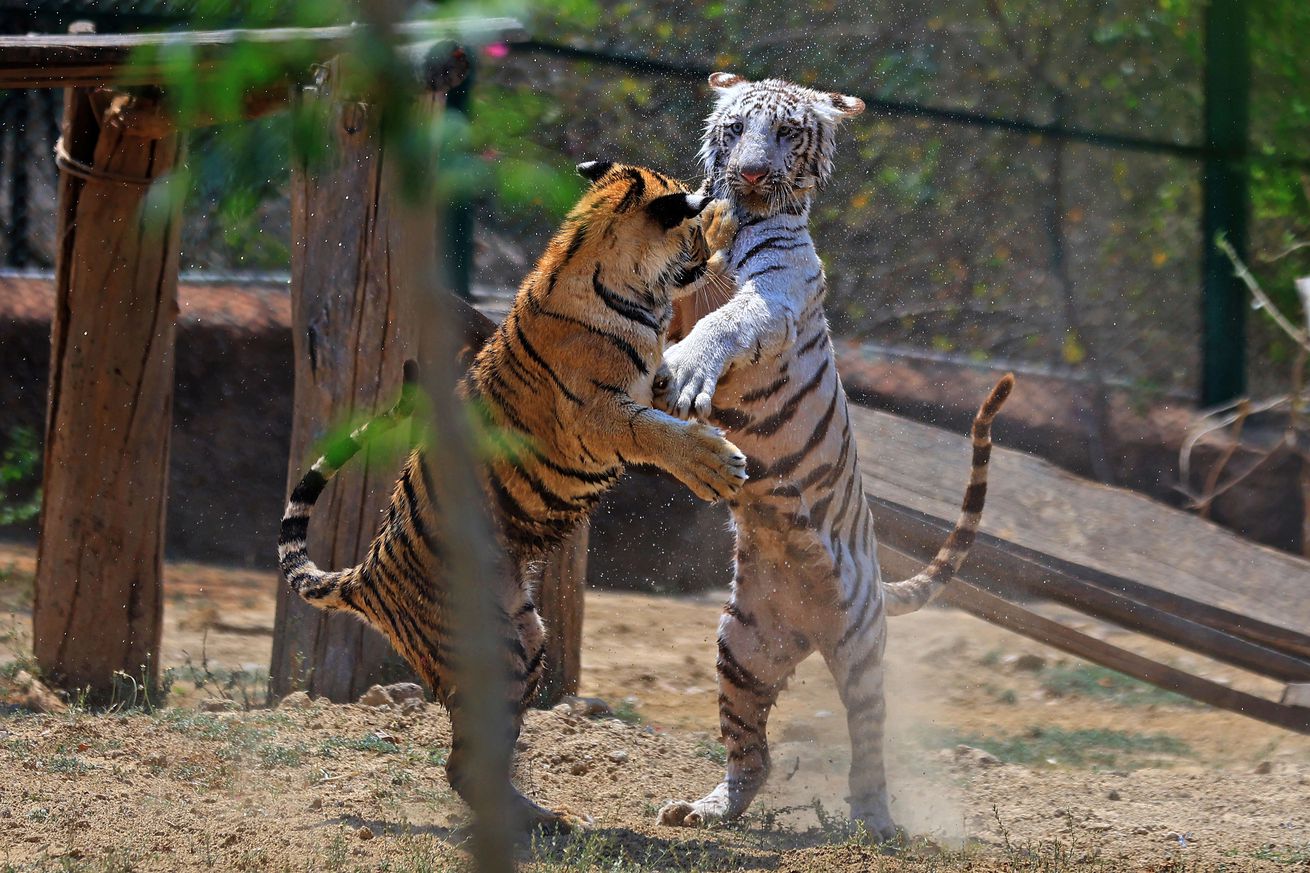 Bengal Tiger Cubs At Nahargarh Biological Park In Jaipur